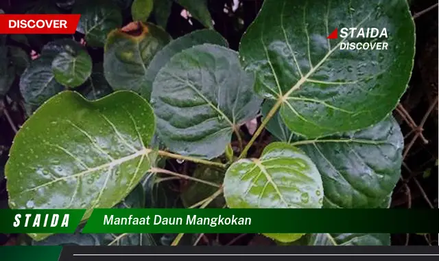 Temukan 7 Manfaat Daun Mangkokan yang Jarang Diketahui