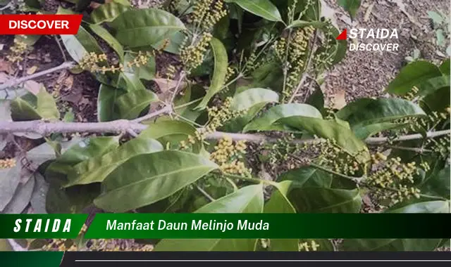 Temukan Manfaat Luar Biasa dari Daun Melinjo Muda