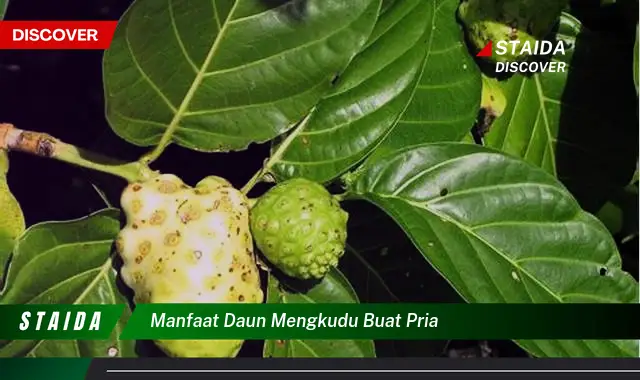 Temukan Manfaat Daun Mengkudu Buat Pria yang Tidak Banyak Diketahui