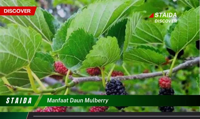 Temukan Manfaat Daun Mulberry yang Jarang Diketahui