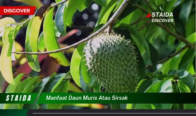 Temukan Manfaat Mengejutkan dari Daun Sirsak yang Jarang Diketahui!