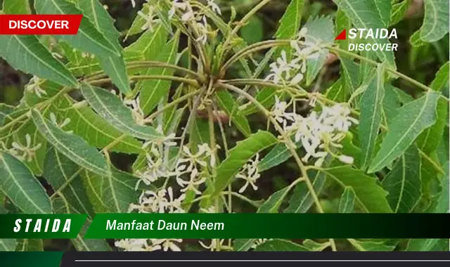 Temukan 7 Manfaat Daun Neem yang Jarang Diketahui