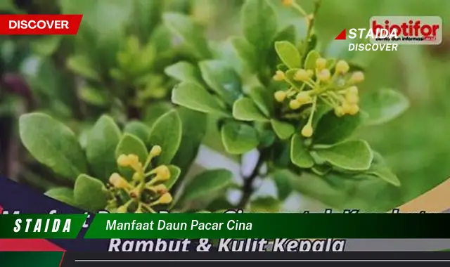 Temukan Rahasia Tersembunyi Daun Pacar Cina: Manfaat Kesehatan yang Jarang Diketahui