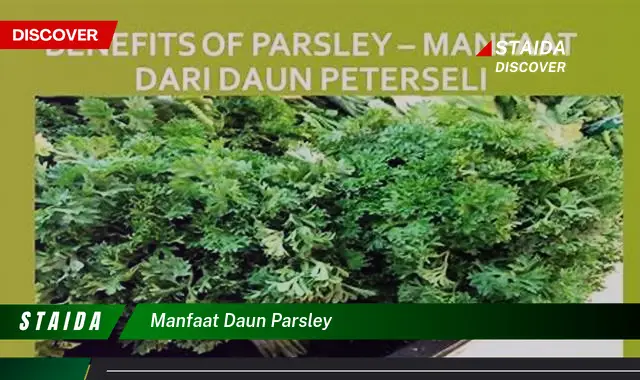 manfaat daun parsley