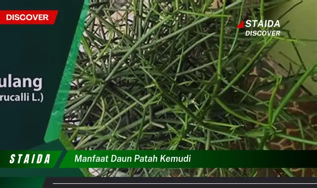 Temukan 7 Manfaat Daun Patah Kemudi yang Jarang Diketahui