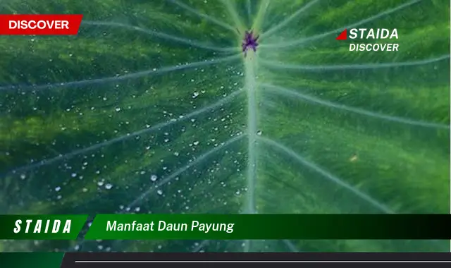 manfaat daun payung