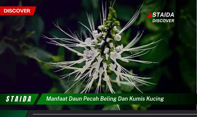 Temukan Khasiat Daun Pecah Beling dan Kumis Kucing yang Jarang Diketahui