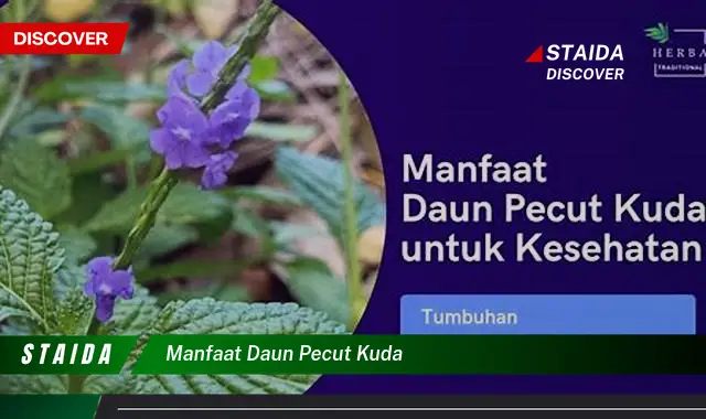 Temukan 7 Manfaat Daun Pecut Kuda yang Jarang Diketahui