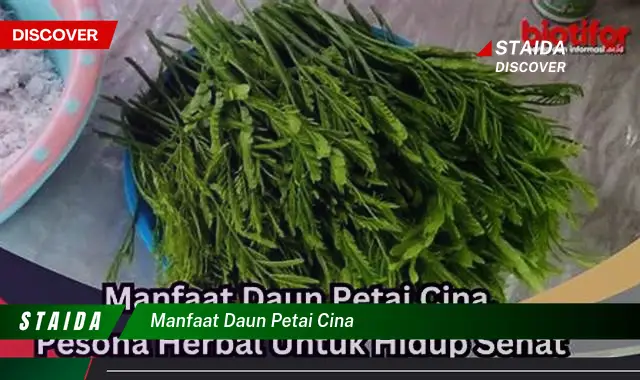 Manfaat Daun Petai Cina yang Jarang Diketahui: 7 Rahasia Kesehatan Terungkap!