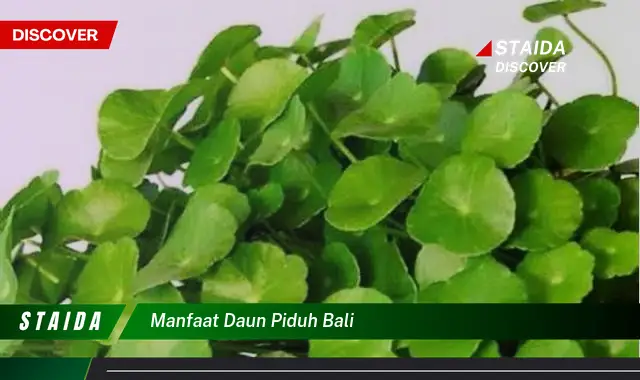 Temukan Manfaat Daun Piduh Bali yang Jarang Diketahui