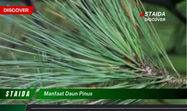 Temukan Manfaat Daun Pinus yang Jarang Diketahui, Bikin Penasaran!