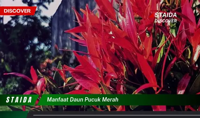 Ketahui 9 Manfaat Daun Pucuk Merah untuk Kesehatan dan Kecantikan Anda