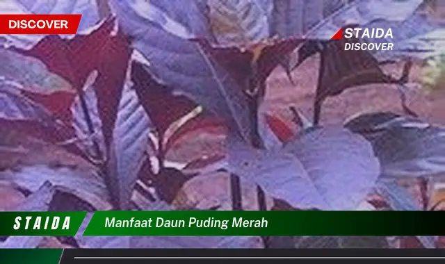 Manfaat Daun Puding Merah yang Menakjubkan, Jarang Diketahui!