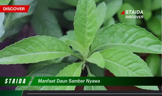 manfaat daun samber nyawa