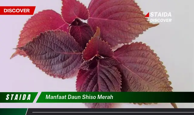 manfaat daun shiso merah