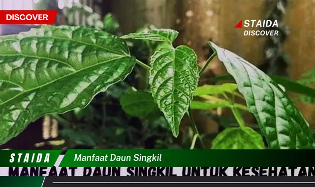 manfaat daun singkil