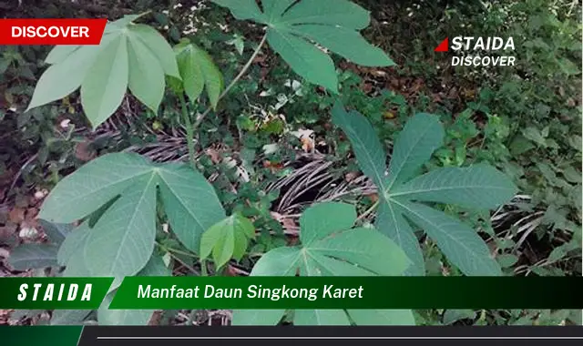 Temukan 5 Rahasia Manfaat Daun Singkong Karet yang Jarang Diketahui