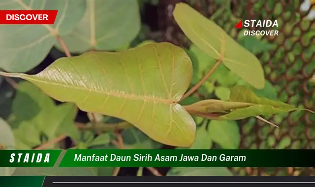 Temukan Khasiat Daun Sirih, Asam Jawa, dan Garam Yang Jarang Diketahui