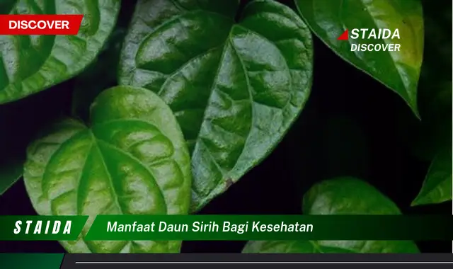 Temukan Manfaat Daun Sirih yang Jarang Diketahui untuk Kesehatan