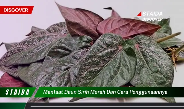 Temukan Rahasia Manfaat Daun Sirih Merah yang Jarang Diketahui!