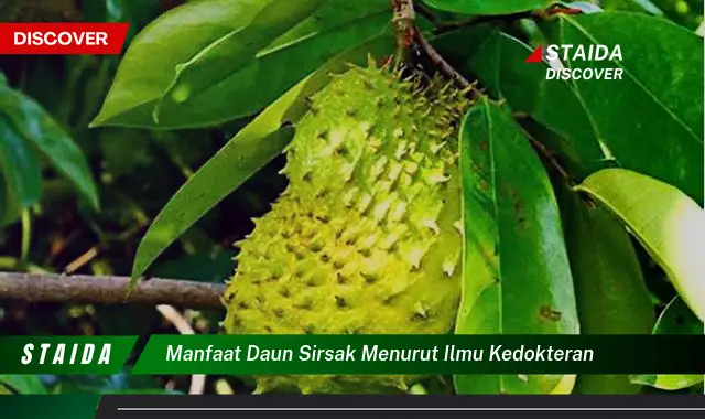 Temukan Manfaat Daun Sirsak yang Jarang Diketahui Menurut Ilmu Kedokteran