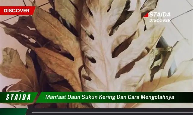 Temukan Manfaat Daun Sukun Kering yang Jarang Diketahui