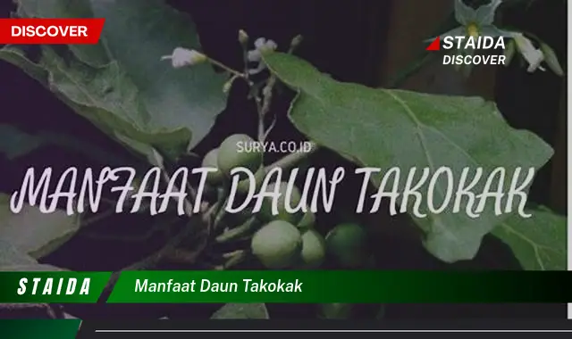 Temukan 7 Manfaat Daun Takokak yang Jarang Diketahui untuk Kesehatan