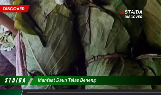 Temukan 7 Manfaat Daun Talas Beneng yang Jarang Diketahui