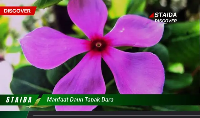 Temukan Manfaat Daun Tapak Dara yang Jarang Diketahui, Khasiatnya Bikin Kaget!