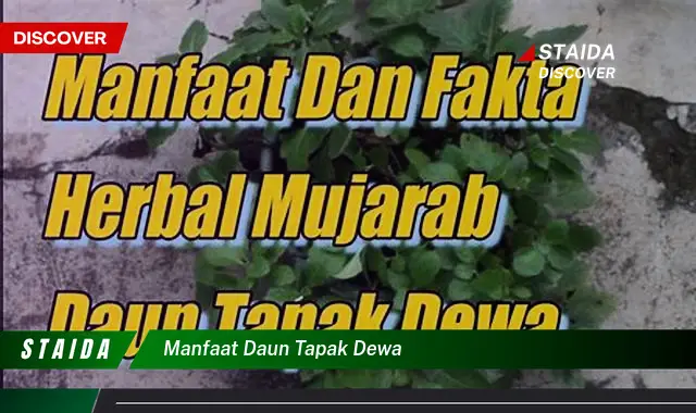 Ketahui 9 Manfaat Daun Tapak Dewa untuk Kesehatan Anda Secara Lengkap