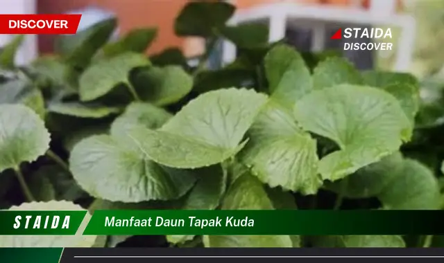 Temukan 7 Manfaat Daun Tapak Kuda yang Jarang Diketahui