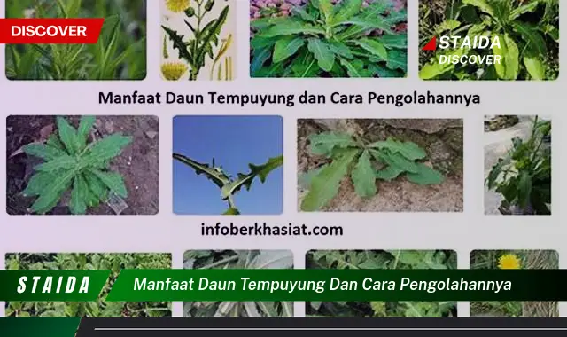 Temukan Manfaat Daun Tempuyung yang Jarang Diketahui