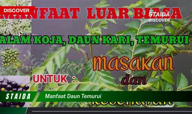 Temukan Rahasia Manfaat Daun Temurui yang Jarang Diketahui!