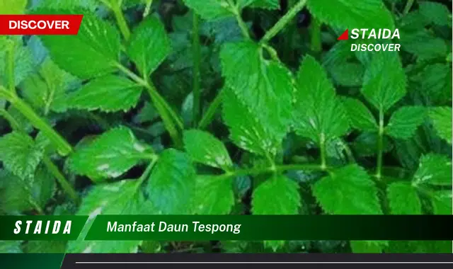 Manfaat Daun Tespong yang Jarang Diketahui, Anda Wajib Tahu!