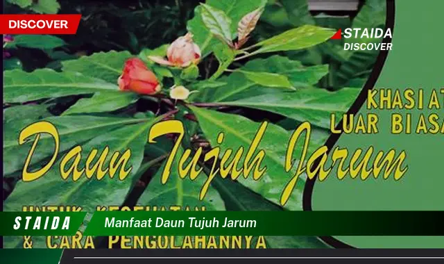 Temukan 7 Manfaat Daun Tujuh Jarum yang Jarang Diketahui