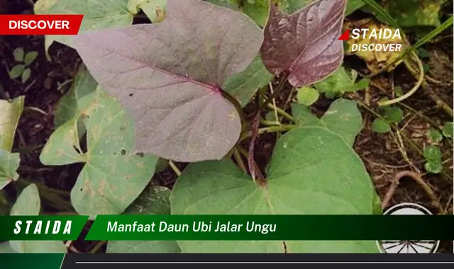 Temukan Manfaat Daun Ubi Jalar Ungu yang Perlu Anda Tahu