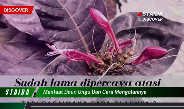 Temukan 7 Manfaat Daun Ungu yang Jarang Diketahui