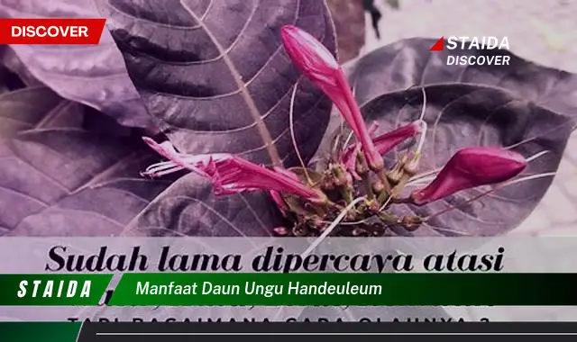 Ketahui 10 Manfaat Daun Ungu Handeuleum untuk Kesehatan Anda