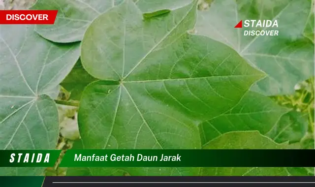 Temukan 7 Manfaat Getah Daun Jarak yang Jarang Diketahui