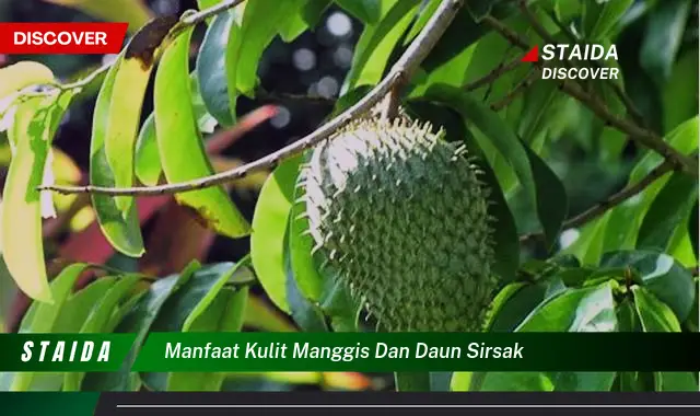 Temukan Rahasia Dibalik Kulit Manggis dan Daun Sirsak yang Jarang Diketahui