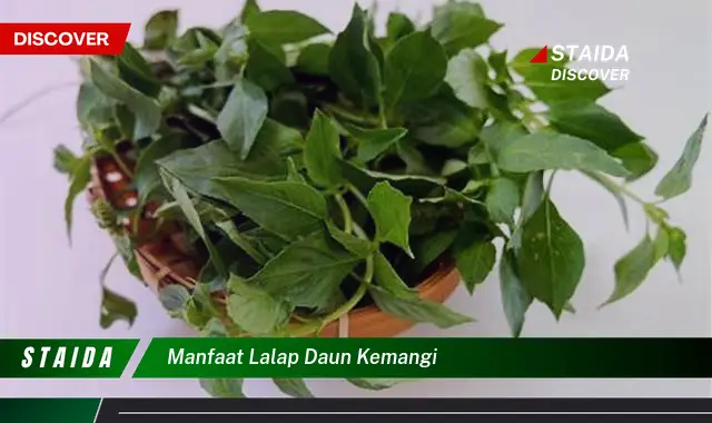 Ungkap Manfaat Lalap Daun Kemangi yang Jarang Diketahui