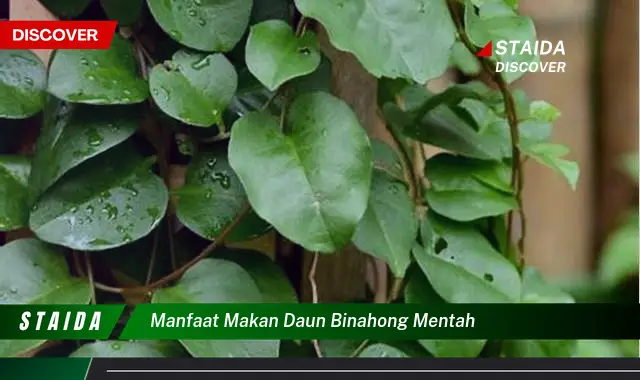 Temukan Rahasia Daun Binahong: Manfaat yang Jarang Diketahui