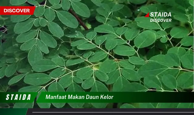 Temukan Manfaat Daun Kelor yang Akan Membuat Anda Tercengang