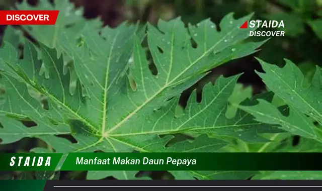 Temukan Manfaat Makan Daun Pepaya untuk Kesehatan Anda!