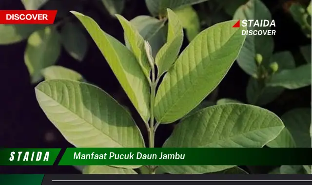 Ungkap Manfaat Pucuk Daun Jambu yang Jarang Diketahui