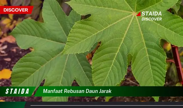 Temukan 7 Manfaat Rebusan Daun Jarak yang Jarang Diketahui untuk Kesehatan