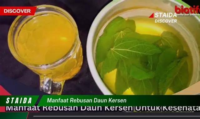 Temukan Rahasia Manfaat Rebusan Daun Kersen yang Jarang Diketahui