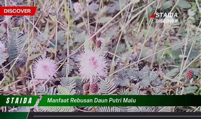 Ungkap Manfaat Rebusan Daun Putri Malu yang Jarang Diketahui