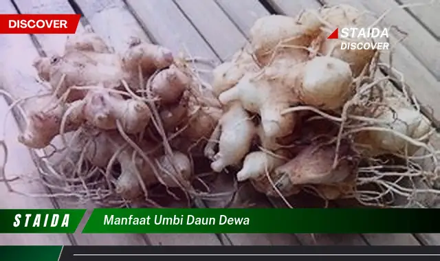 Ketahui 8 Manfaat Umbi Daun Dewa untuk Kesehatan Anda