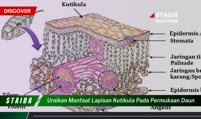 Temukan 7 Manfaat Lapisan Kutikula pada Daun yang Jarang Diketahui